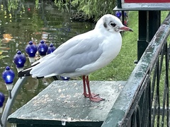 Chroicocephalus ridibundus