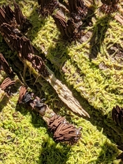 Stemonitis splendens