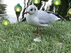 Chroicocephalus ridibundus