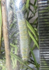 Belenois creona severina