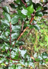 Cotoneaster divaricatus