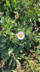 Erigeron glaucus