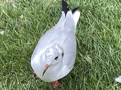 Chroicocephalus ridibundus