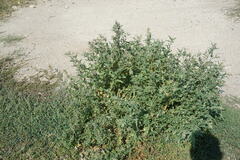 Atriplex tatarica