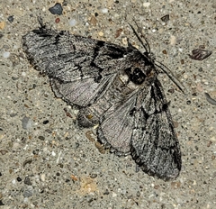 Pseudopanthea palata