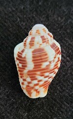 Columbella mercatoria