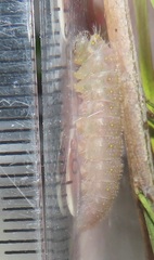 Belenois creona severina