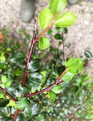 Cotoneaster divaricatus