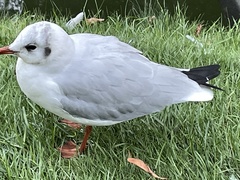 Chroicocephalus ridibundus