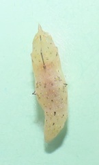 Belenois creona severina