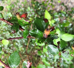 Cotoneaster divaricatus