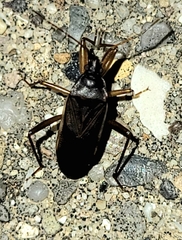 Balboa ampliata