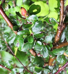 Cotoneaster divaricatus