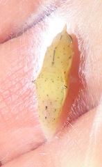 Belenois creona severina