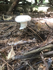 Russulaceae