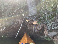 Gymnopilus luteus