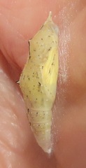 Belenois creona severina
