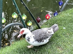 Cairina moschata domestica