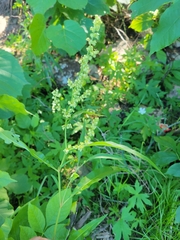 Rumex britannica