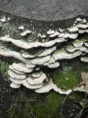 Trametes versicolor