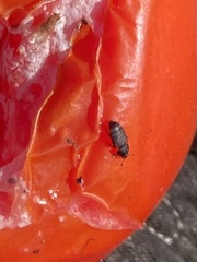 Caplothorax lugubris