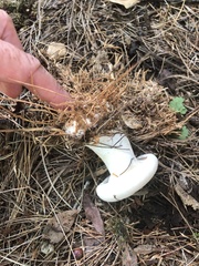 Russulaceae