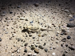 Phrynosoma goodei