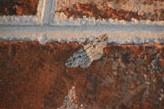 Iridopsis defectaria