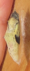 Belenois creona severina