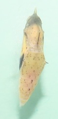Belenois creona severina