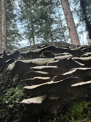 Trametes versicolor