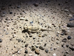 Phrynosoma goodei