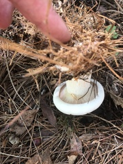 Russulaceae