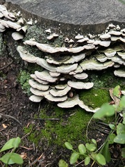 Trametes versicolor