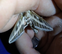 Hyles tithymali tithymali