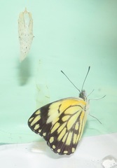Belenois creona severina