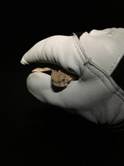 Phrynosoma goodei