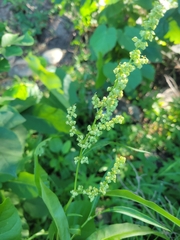 Rumex britannica