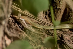 Masticophis schotti ruthveni