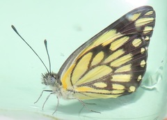 Belenois creona severina
