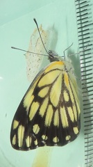 Belenois creona severina