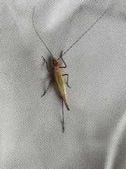 Oecanthus pini