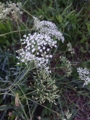 Falcaria vulgaris