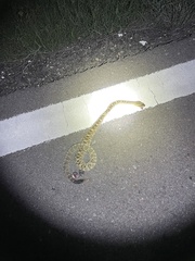 Crotalus molossus molossus