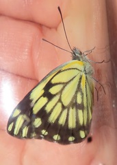 Belenois creona severina