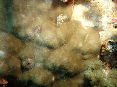 Porites