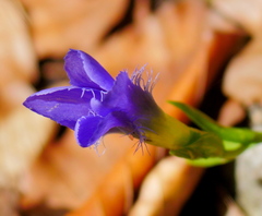 Gentianopsis ciliata