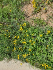 Heterotheca hirsutissima