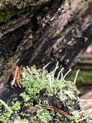 Cladonia ochrochlora