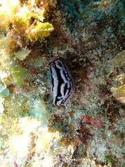 Phyllidiopsis gemmata